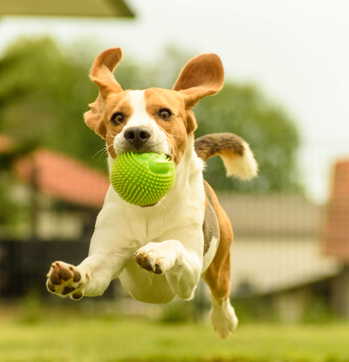 Happy dog jumping with ball